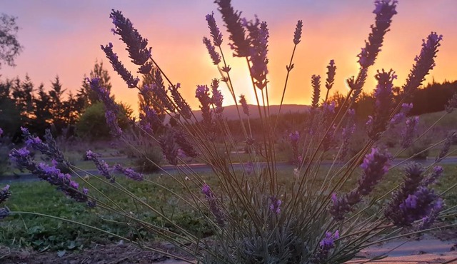 Lavender Row Farm