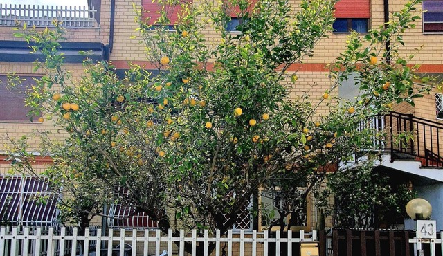 Lemon Tree House