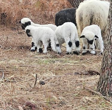 Les Chouchous du Garthieu