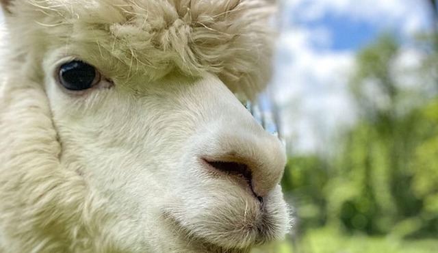Lilymoore Alpaca Farm Guided Tour