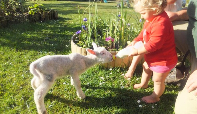 Little Paradise & Petting Farm