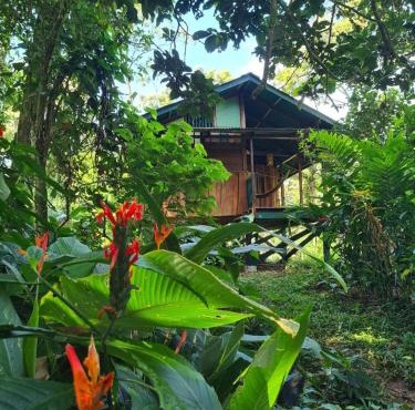 Live the Jungle - Rustic Refuge