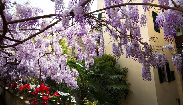 Locanda Orchidea - B&B