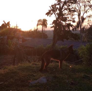 Los Laureles