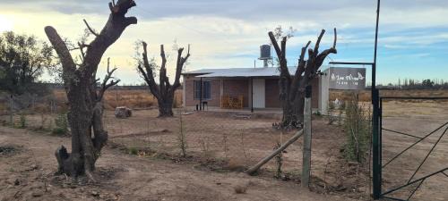 Los olivos