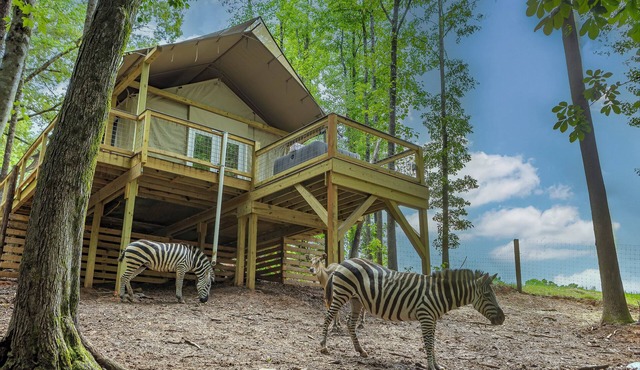 Luxury Primitive Camping + Private Zoo Access