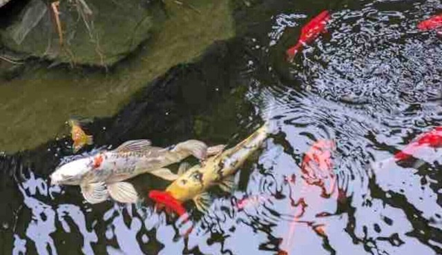Magic Skies Koi Pond View Handicap Accessible Room