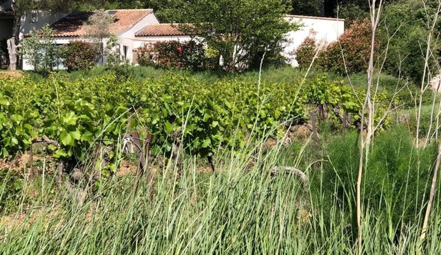 MAGNIFICENT VILLA AMID VINEYARDS AND PINE TREES NEAR AIX EN PROVENCE