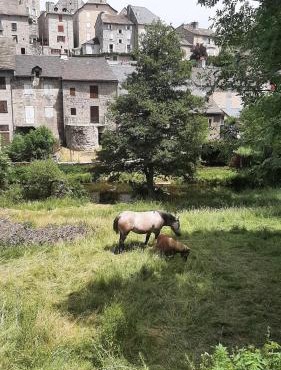 Maison de village Base-rando Margeride 16 à 18 personnes 1 Appart et 1 Duplex