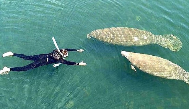Manatee Magic Private 3 Hour Swim Heated Boat with Restroom