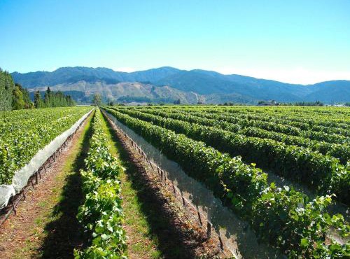 Marlborough Magic - Rapaura Holiday Home