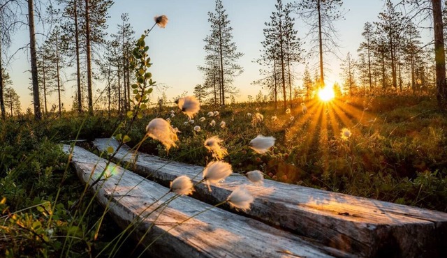 Metsä Kolo