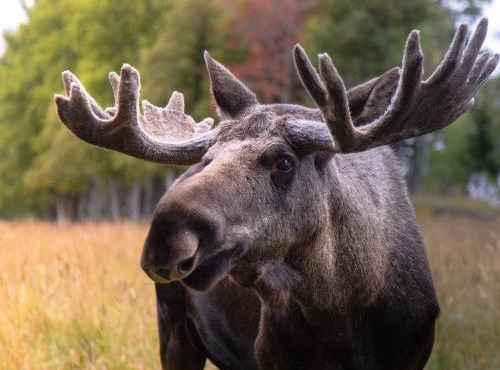 Moose Garden