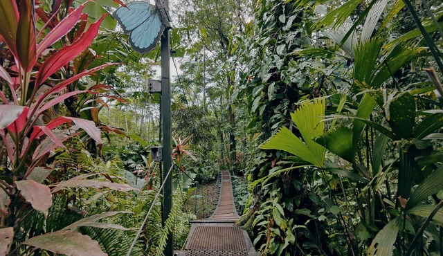 Morpho - adventurous Treehouse with amazing 360 view with pool and wifi access