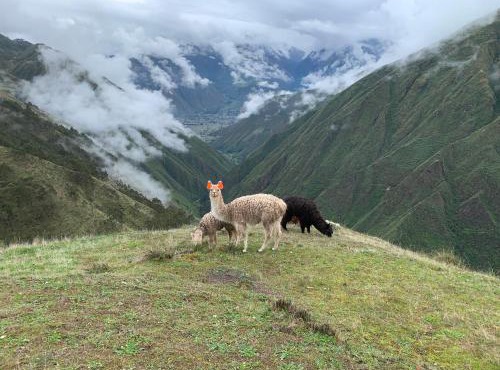 Mountain View Lodge & Experience