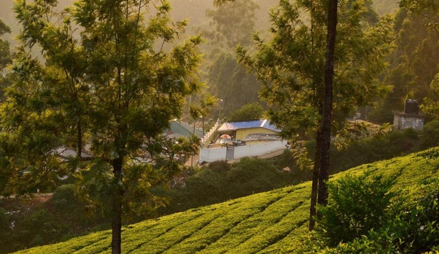 Munnar valley view