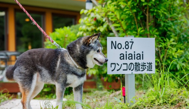 Natural hot spring rental villa aiaiai Dog walking/Kattagun Miyagi