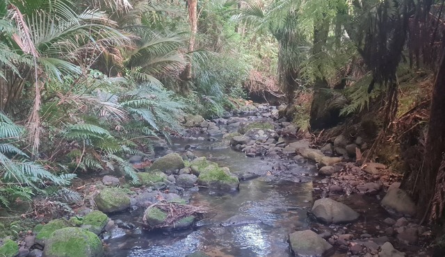 Nature at its Best - Native bush tranquil & secluded