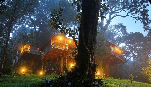 Nature Zone Jungle Resort