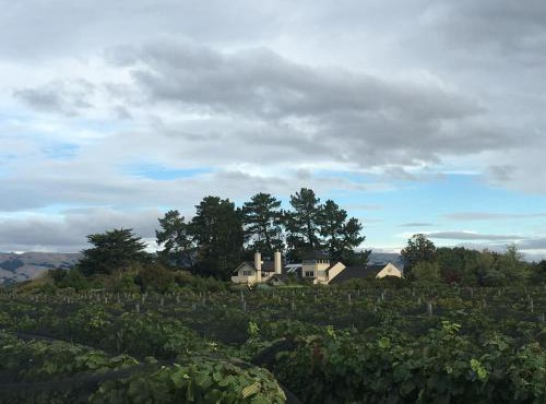 Nga Pari Vineyard