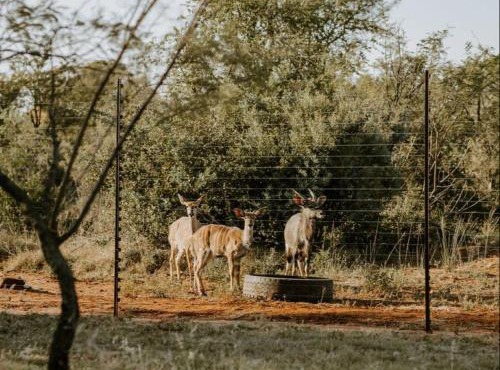 Nyala Lodge