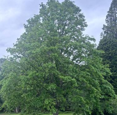 Oaktree