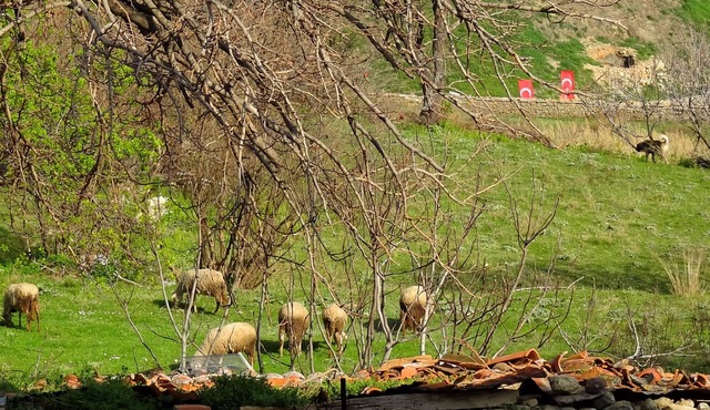 Offering the best view of Dardanelles with comfort.