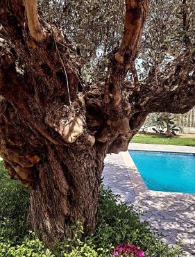 Olive Sense Villa with jacuzzi and sauna