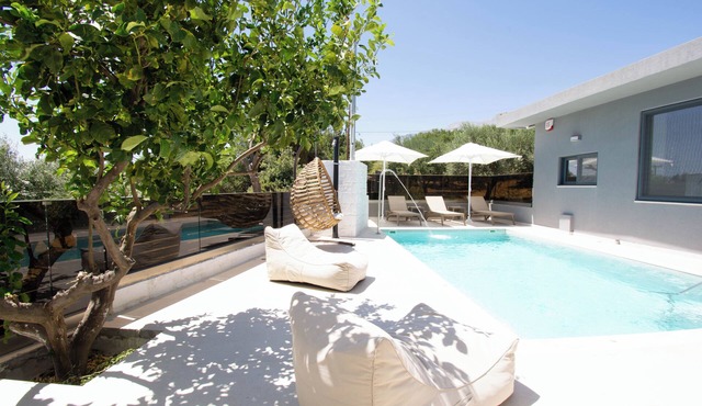 Olive Tree