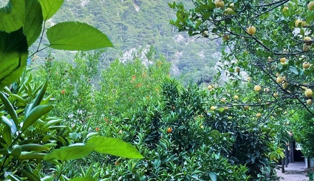 Olympos Varuna Pansiyon
