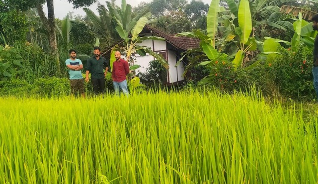 Oryza