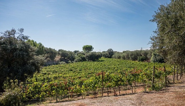Ostuni DOC winetour and tasting.