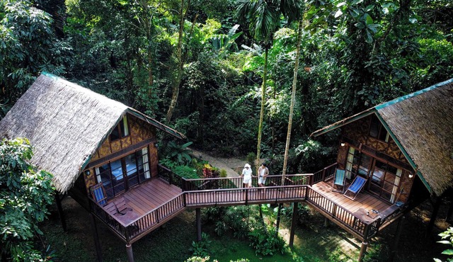 Our Jungle House