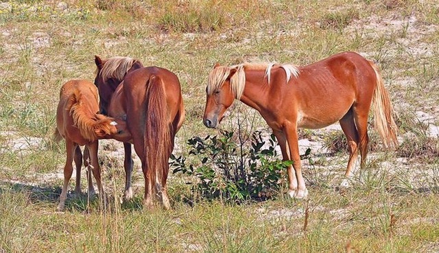 Outer Banks Wild Horse 2-Hour Tour By 4WD in Corolla