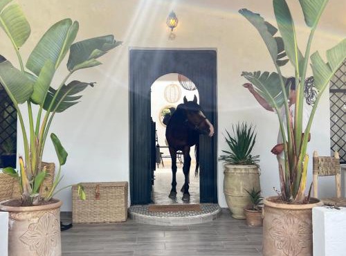 PARADISO Horse Club
