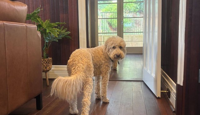 Pawfect Retreat – Luxe Dog Stay, Walk to Town