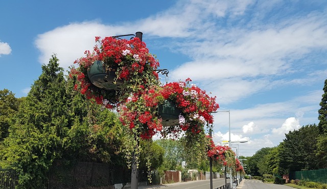 Persian Beaumont - Oise
