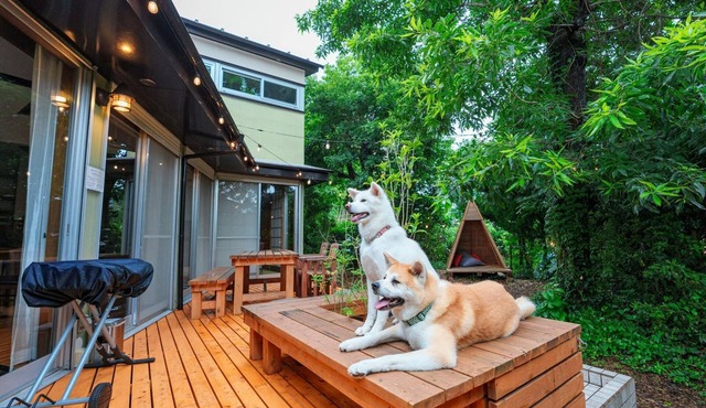 Pet friendly designers house/Ito Shizuoka