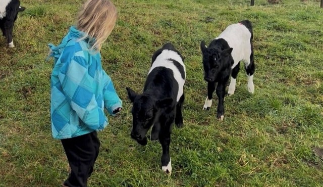 Pet Friendly Rural Paradise - Only Available until Mid November 2025
