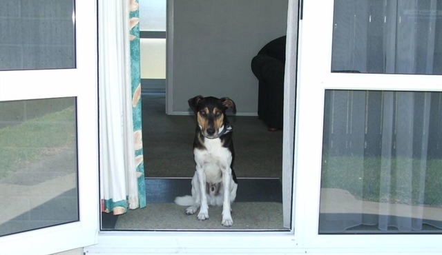 Pets allowed Beach Villa 2
