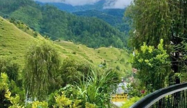 Pine Resort