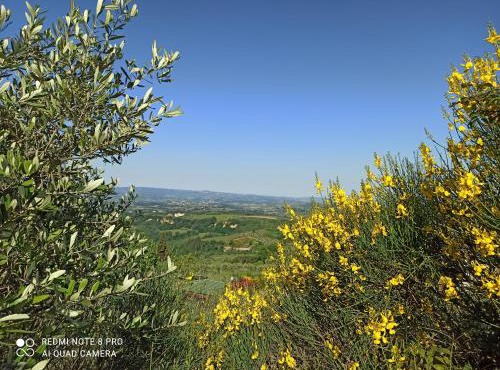 Poggio dei Carli