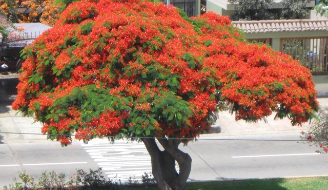 Posada Peregrinus