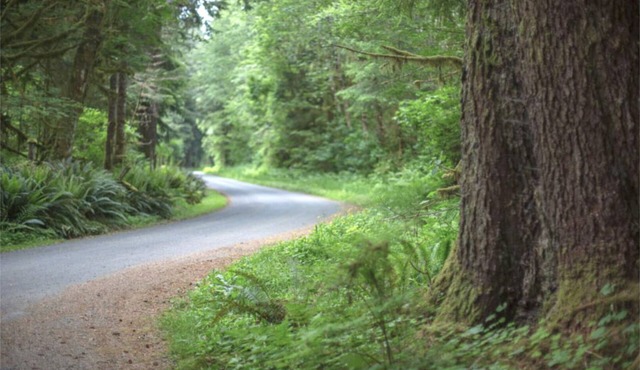 Primitive Tent Site #12- Beautiful Forested Property