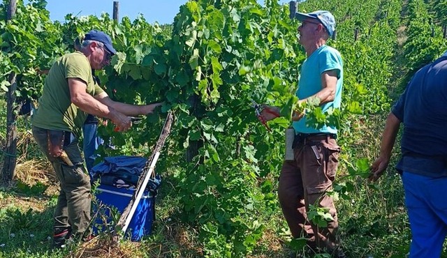 Private Half-Day Vesuvius Vineyard Tour with Lunch and Wine
