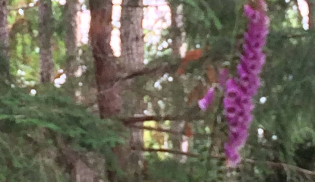 Private Nature Getaway for Romantic Couple or Small Family Vacation!n