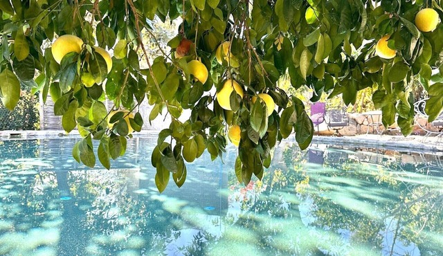 Private orchard with comfy accommodations, large stone kitchen and large pool