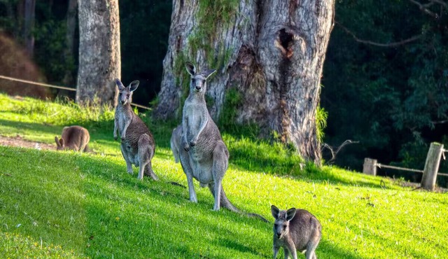Private room adjacent a Kangaroo filled valley. Near Melbourne Airport. Pets ✓