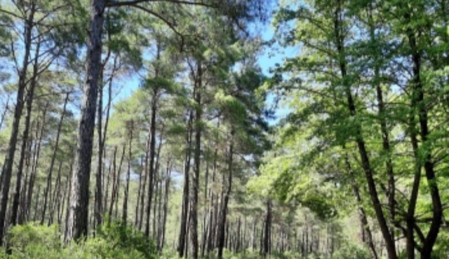 Private villa with pool in the forest. Close to all nearby beaches