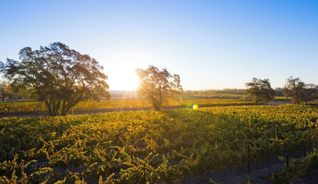 Private Vineyard Residence - 10 minutes from Healdsburg